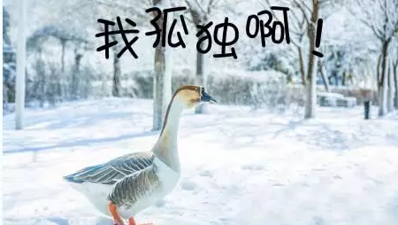 沈体表情包，总有一款适合你